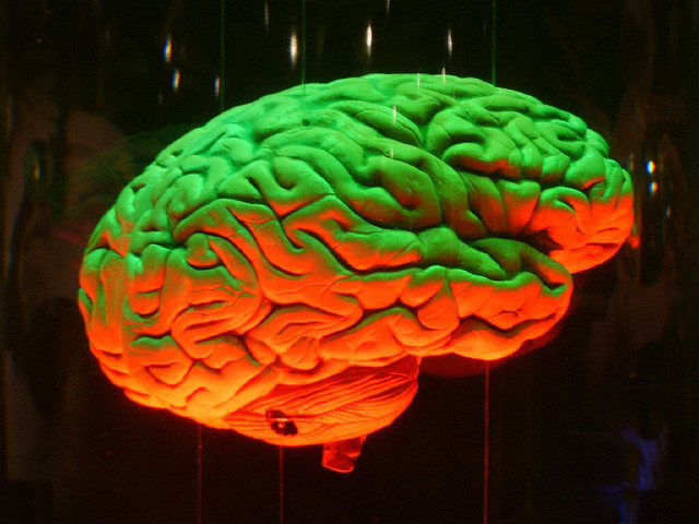 Come il cervello affronta le nuove esperienze