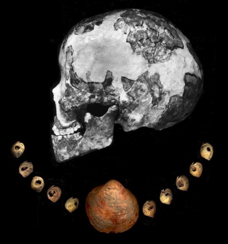 Le conchiglie raccontano le strade di Homo sapiens