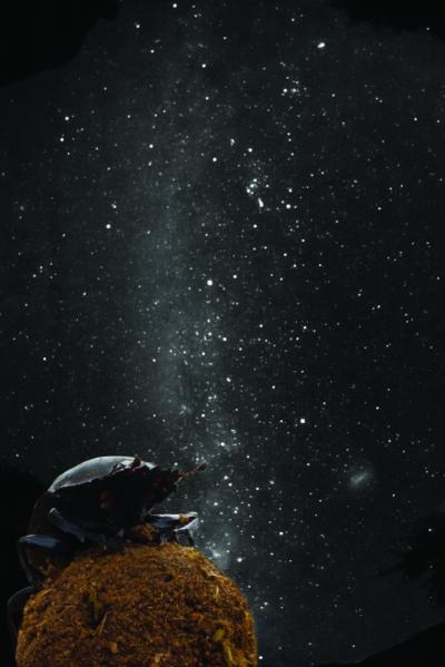 IgNobel, le ricerche più improbabili del 2013