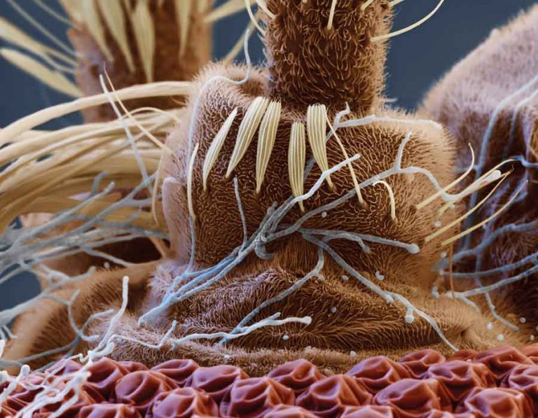 Il bello nella fotografia scientifica