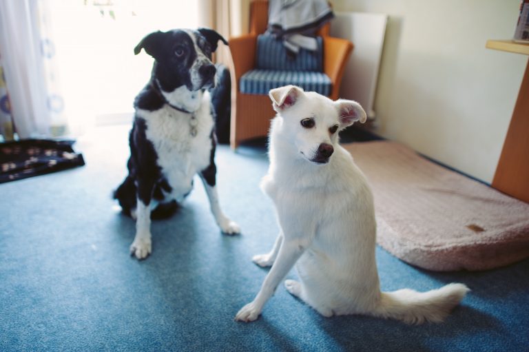 Fido? Addomesticato in Europa dai nomadi