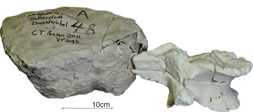 Fossili di dinosauro stampati 3D