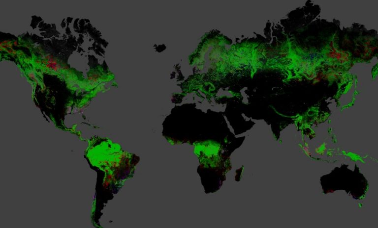 Google mappa la deforestazione globale
