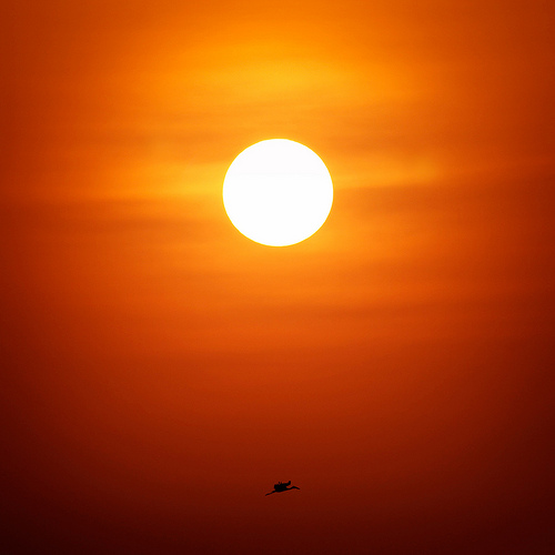 Il sistema immunitario? Va col Sole