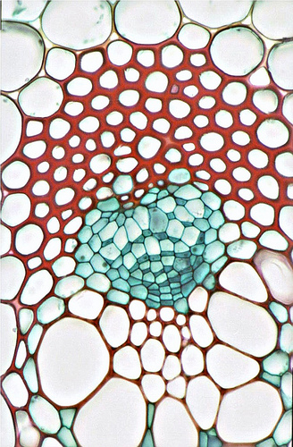 Stamina, anche la Sicilia dice no