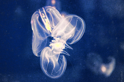 Il primo animale era una medusa?