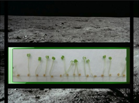 Possono crescere piante sulla Luna?