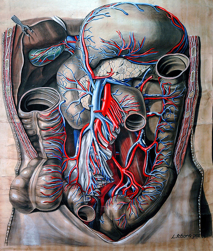 Pochi batteri buoni nell’intestino: quando lo yogurt non basta