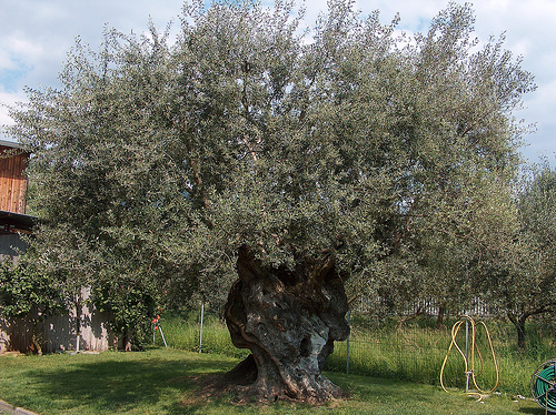Se scompaiono l’olio e le castagne