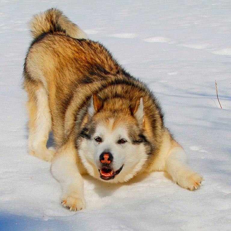 Il tumore del cane ha 11.000 anni