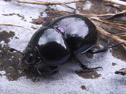 coleoptera.jpg