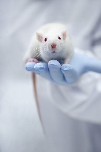 Sperimentazione animale, l’Ue vuole denunciare l’Italia