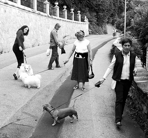 Città italiane poco ospitali per cani e gatti