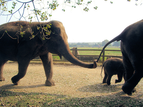 Anche gli elefanti si consolano l’un l’altro