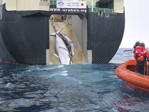Onu: stop alle baleniere giapponesi