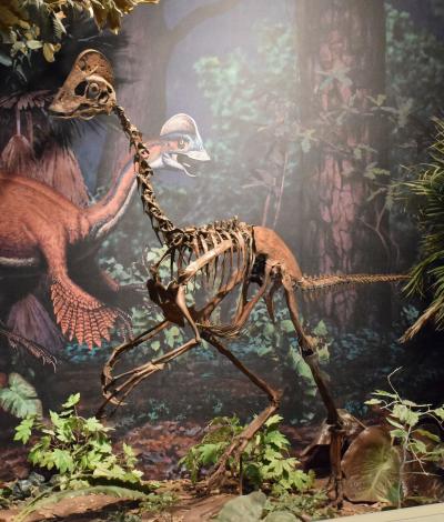 Il dinosauro con la testa di pollo