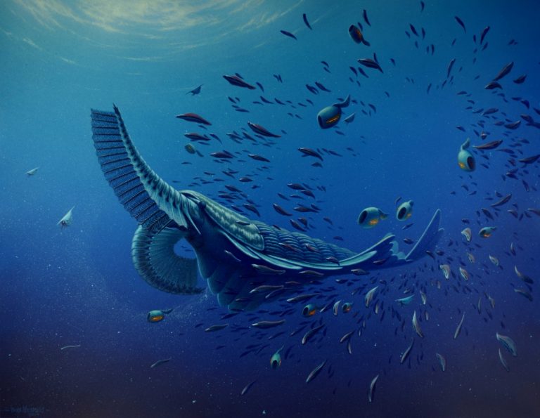 Il gambero gigante (buono) del Cambriano