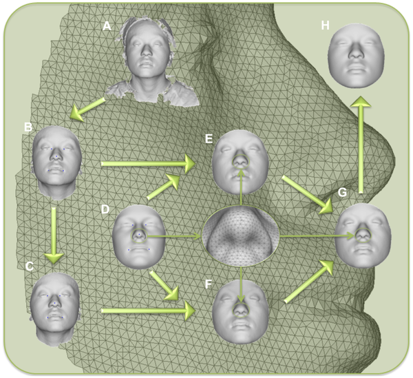 Ecco l’identikit basato sul Dna