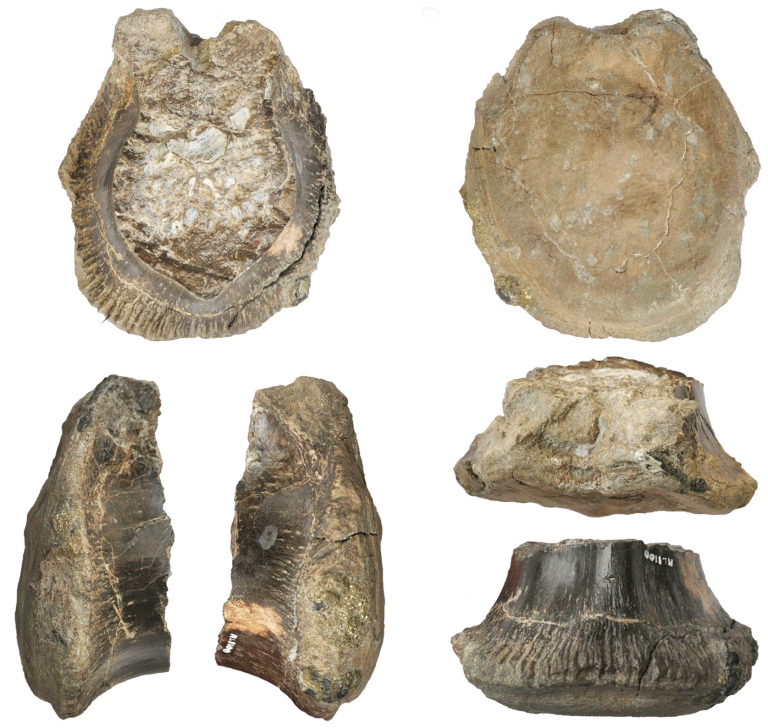 Dinosauri, il rivale europeo del T.rex