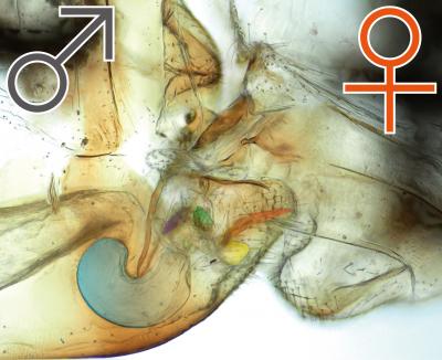 Se le femmine (d’insetto) hanno il pene