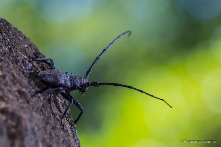 Una app per salvare gli insetti in pericolo