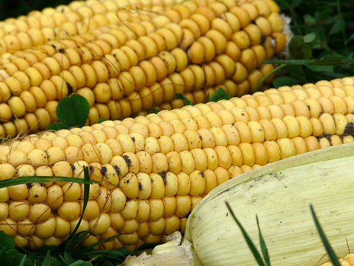 Mais gm e cancro, (non) ci risiamo