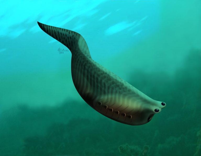 Nuovi indizi sull’origine delle mandibole