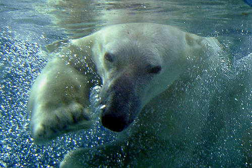 VIDEO, così vive un orso polare