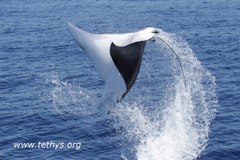 Diavoli di mare volanti avvistati in Liguria