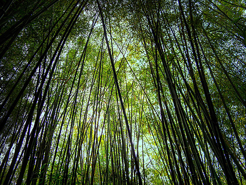 Così gli alberi ci salvano la vita