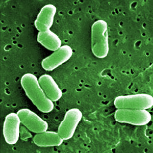 bioterrorismo