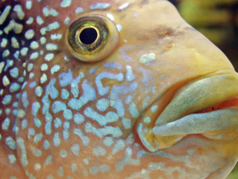 I pesci non sono poi così smemorati