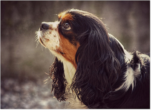 Anche i cani sono gelosi