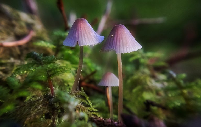 Come funziona un cervello sotto funghi allucinogeni?