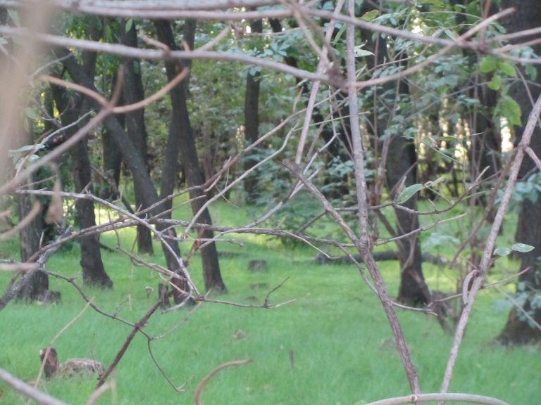 Caccia, altri 2 anni di richiami vivi in Lombardia