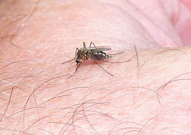 Zika virus: una nuova minaccia dalla zanzara tigre