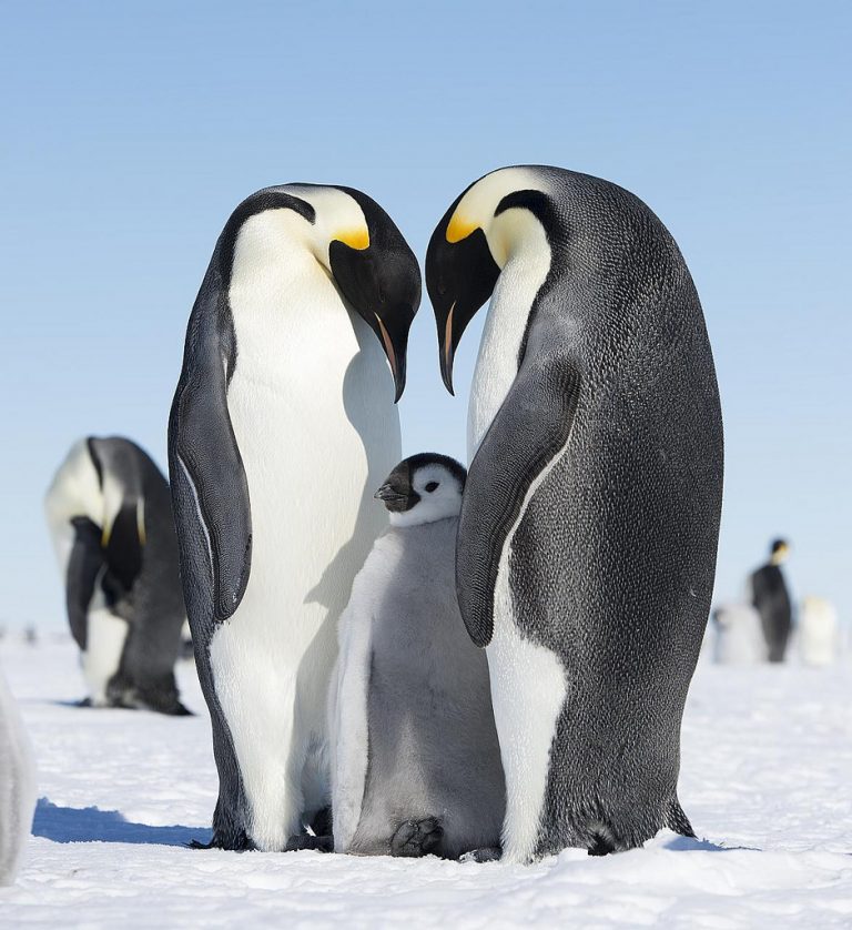 Il pinguino imperatore rischia l’estinzione