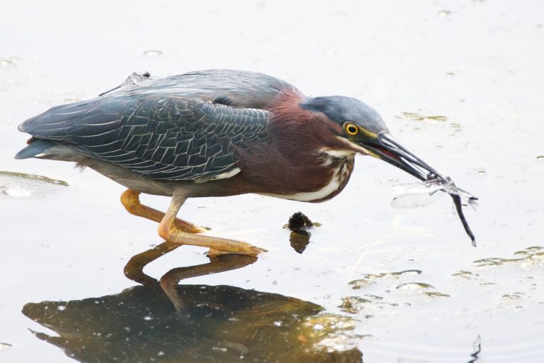 Neonicotinoidi: pericolosi anche per gli uccelli