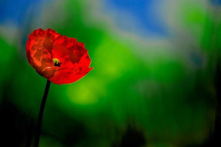 Dal lievito del pane la morfina del futuro