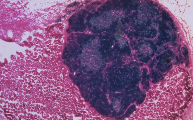 Il primo organo creato dal nulla (o quasi)