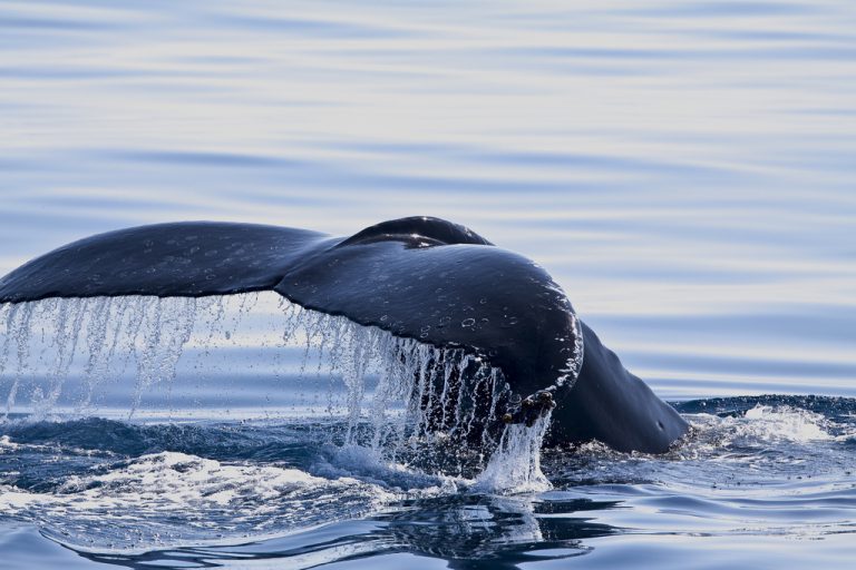 Continua la lotta per tutelare le balene