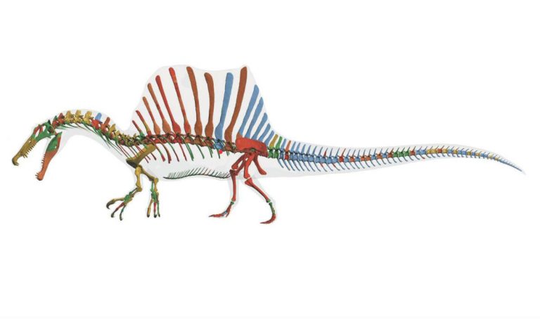 Il primo dinosauro nuotatore