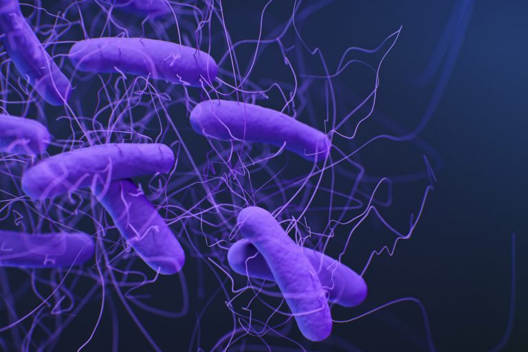 clostridium difficile batteri