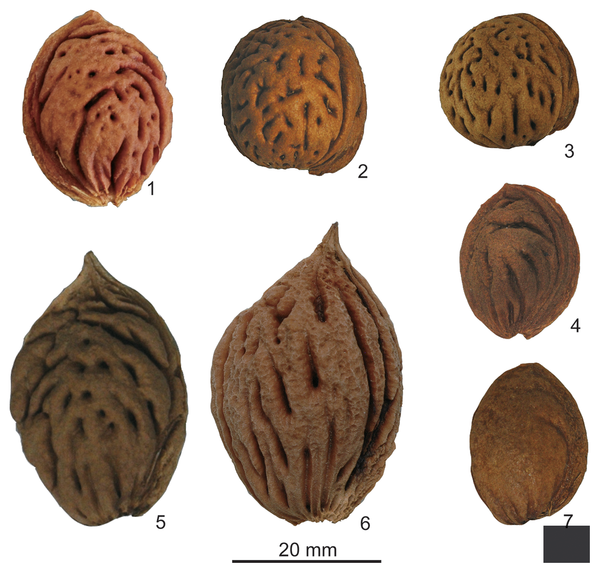 La coltivazione del pesco ha 8 mila anni