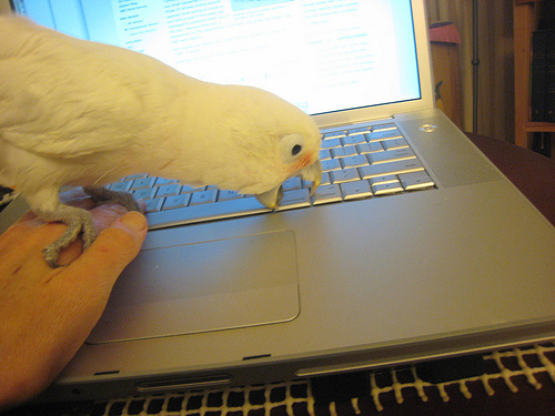 A scuola dai pappagalli