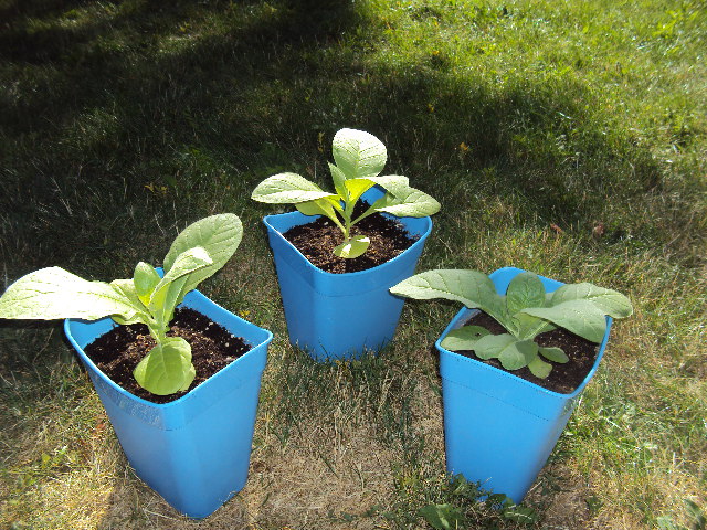 “Così produciamo il farmaco anti-ebola”