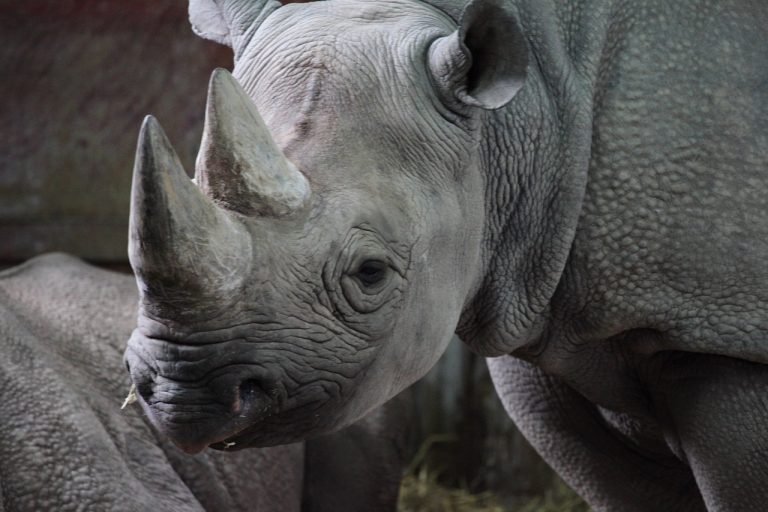 WWF: cresce il mercato globale del bracconaggio
