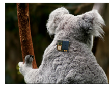 Un collare hi-tech per salvare i koala