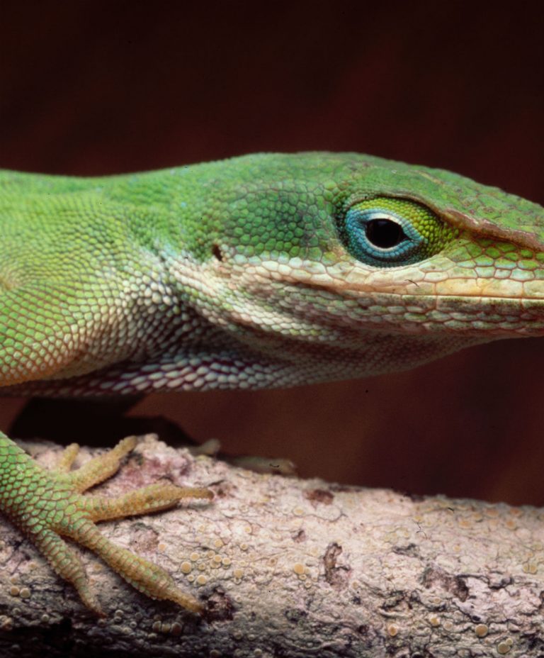 L’evoluzione lampo delle lucertole della Florida