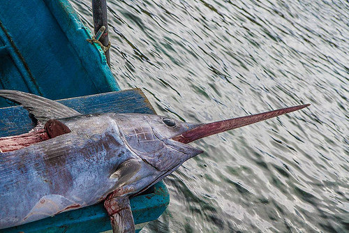 Pesca illegale: Oceana punta il dito contro l’Italia
